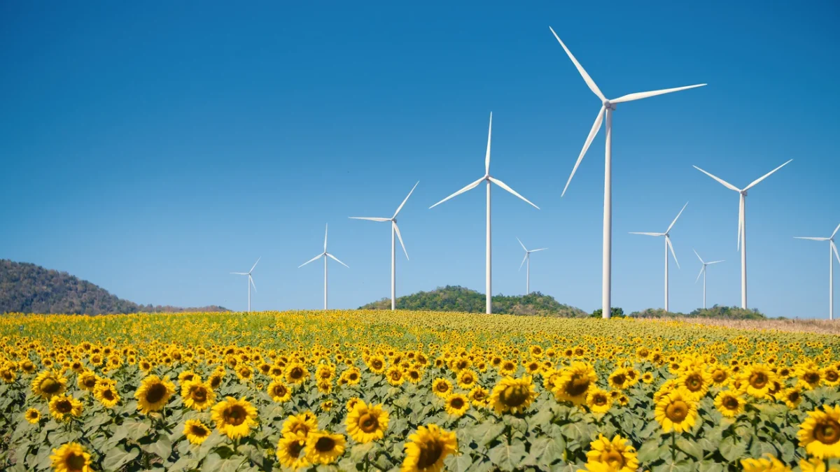 Sunflowers field